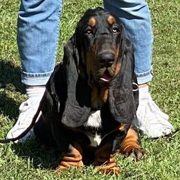 Bubba - Basset Hound
