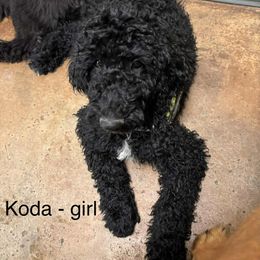 Koda - Black female Goldendoodle puppy in Water Valley, Mississippi from Olympian Doodles