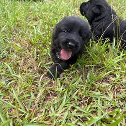 Blanket - Black male German Shepherd puppy in Gainesville, Georgia from Vom Haus Schair-Finest Working line German Shepherd Puppies
