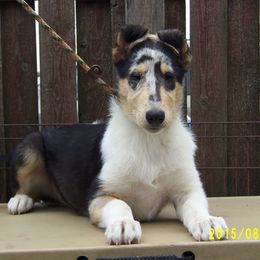 Collie Puppies from Thorndale Collies
