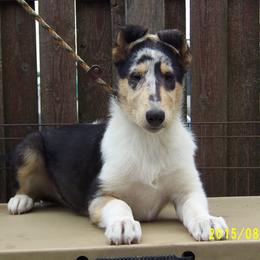 Collie Puppies from Thorndale Collies