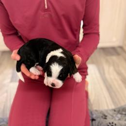 Magnolia - Tri-color female Bernedoodle puppy in Irmo, South Carolina from Palmetto Bernedoodles Boutique