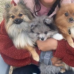 Pomeranians from Happy Pom