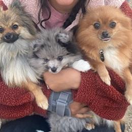 Pomeranians from Happy Pom