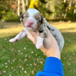 Amaretto - Merle female Bernedoodle puppy in Midland, Michigan from Northern Charm Farm