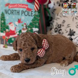 Goldendoodle and Shihpoo Puppies from Bellady's Shihpoos