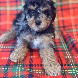 Cockapoo and Goldendoodle Puppies from Jax Doodles