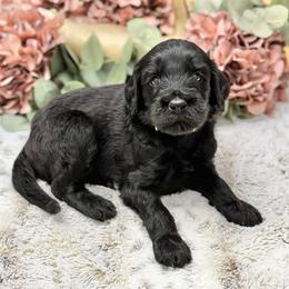Snickerdoodle- Yellow Collar - Black male Goldendoodle puppy in Bay City, Texas from Charming Doods Goldendoodles