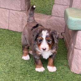 Sprout - Blue merle male Bernedoodle puppy in Royse City, Texas from Platinum Bernedoodles of Texas
