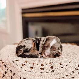 Grey - Tri-color male Bernedoodle puppy in Cold Spring, Minnesota from A.N.A. Doodles