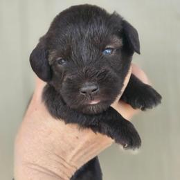 Expresso - Liver female Miniature Schnauzer puppy in Hickory, North Carolina from Selene's Schnauzers