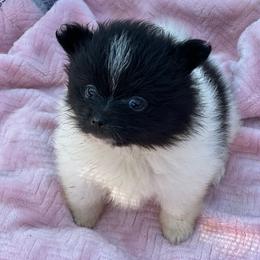 Frankie - Black parti male Pomeranian puppy in Kansas City, Missouri from S&K Pomeranians