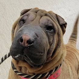Tigra - Chinese Shar-Pei