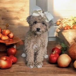 Goldendoodle Puppies from Michigan Doodles