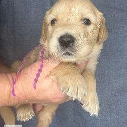 Nebula (purple) - Golden female Golden Retriever puppy in Argyle, Texas from Skarlotte Goldens, LLC