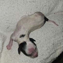 Girl 1 - Papillon puppy in Middletown, New York from Patti's Pappi Puppies  (Puppies due end of July!!!)