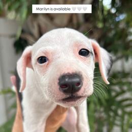 Marilyn - White and black female Italian Greyhound puppy in Southwest Florida, Florida from Woofford Italian Greyhounds