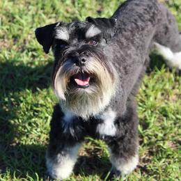 Jet - Miniature Schnauzer