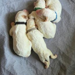 Boy 2 - Cream male Goldendoodle puppy in Austin, Texas from Doodles Fur Days