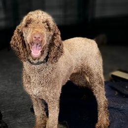 Roxy - Poodle