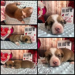 Australian Shepherd and Pembroke Welsh Corgi Puppies from Lewis Aussie’s & Corgi’s