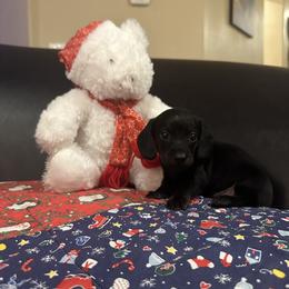 Dachshund Puppies from KCK9 Dachshunds