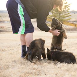 German Shepherd Puppies from Journey's German Shepherds (Kennel Vom Himmel)