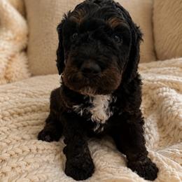 Atlas - Phantom male Bernedoodle puppy in Gilbert, Arizona from LittleLegacyDoodles