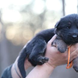 Orange Collar - Blitz - Black and red male German Shepherd puppy in Augusta, West Virginia from Cricket Hollow Canines