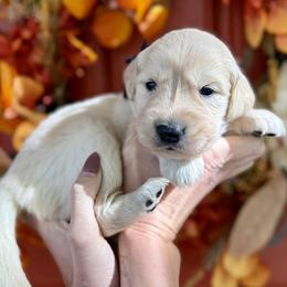 Black male - Light golden male Golden Retriever puppy in Sandy, Utah from North Star Goldens