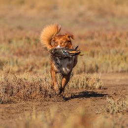 Nova Scotia Duck Tolling Retrievers from Temperis Tollers
