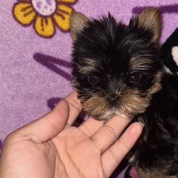 Yorkshire Terriers from K's Luxurious Yorkies
