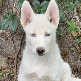 Siberian Huskies from Love My Paws