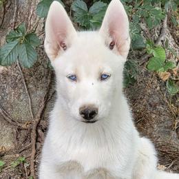 Siberian Huskies from Love My Paws