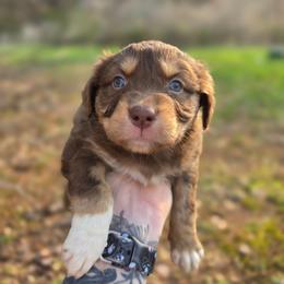 Monkey - Red tri-color female Australian Shepherd puppy in London, Kentucky from Kenmont Kennels