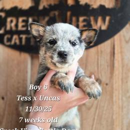 Boy 6 - Blue male Australian Cattle Dog puppy in Monroe, North Carolina from Creek View Cattle Dogs
