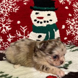 Opal - Merle female Chihuahua puppy in Hampton, Virginia from Chilove Chihuahuas