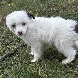 White with chocolate - White and chocolate female Chinese Crested puppy in Rockvale, Tennessee from Cosmic Chinese Cresteds & Wind-Echo Poodles