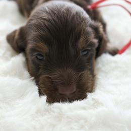 Rolo - Chocolate and tan male Dachshund puppy in Peebles, Ohio from Cave Valley Hounds