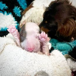 Dachshund Puppies from Gypsy Miniature Dachshunds