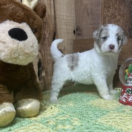 Noel - Aussiedoodle puppy from H & A Kennels