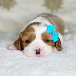 Cavalier King Charles Spaniel and Cavapoo Puppies from Red Skye Cavaliers and Cavapoos