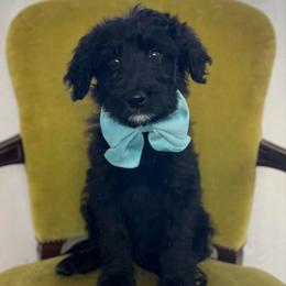 Copper - Black male Bordoodle puppy in Valley Center, California from Circle R Valley Bordoodls