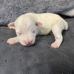 Jon - White male Miniature Schnauzer puppy in Brundidge, Alabama from Deez Pups Magnificent Schnauzers