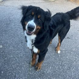 Guy - Bernese Mountain Dog