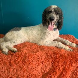 Loki - Bernedoodle