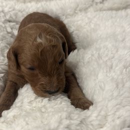 Goldendoodle Puppies from Betsy-Doodles