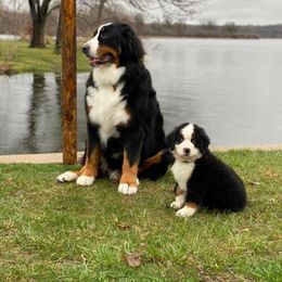 Bernese Mountain Dog Puppies from Maumee Berners