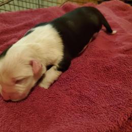 Girl 4 - Black tri-color female Australian Shepherd puppy in Rossville, Tennessee from GoodSprings Aussies