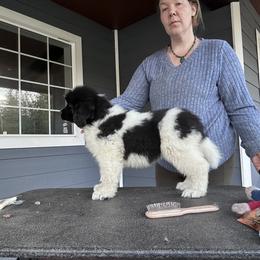 Girl 2 - White and black female Newfoundland puppy in Bellingham, Washington from Salish Sea Newfoundlands